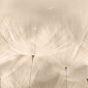 Tapet de design DANDELION 1,59mx2,8m
